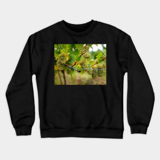 Ripening grapes on the vine Crewneck Sweatshirt